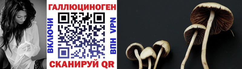 Галлюциногенные грибы Cubensis  Таштагол 